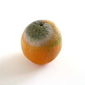 shrunken-orange2